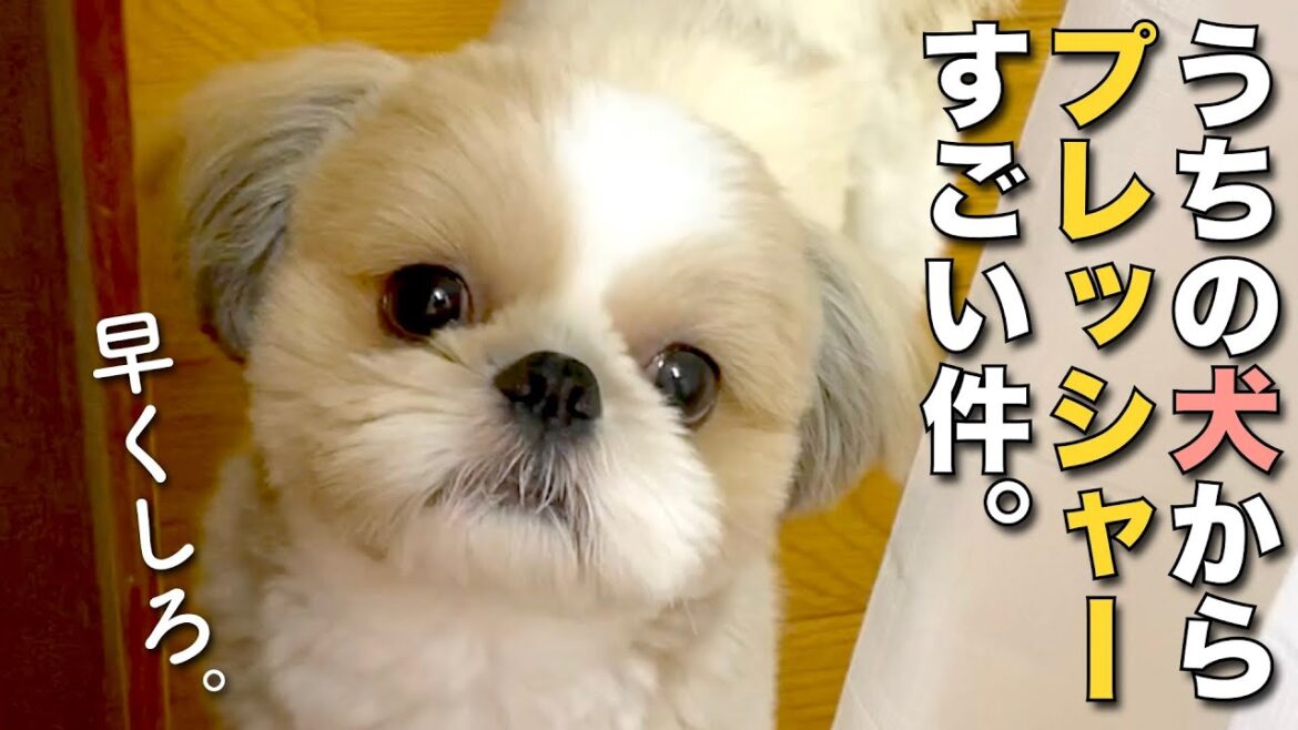【シーズー】うちの犬のプレッシャーのかけ方がすごい可愛いんです w【171】