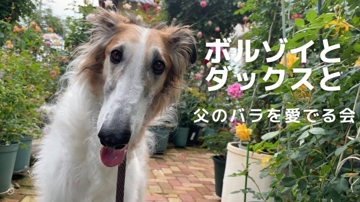 【ボルゾイとダックスと父のバラ】父が育てているバラの鑑賞会をしました！