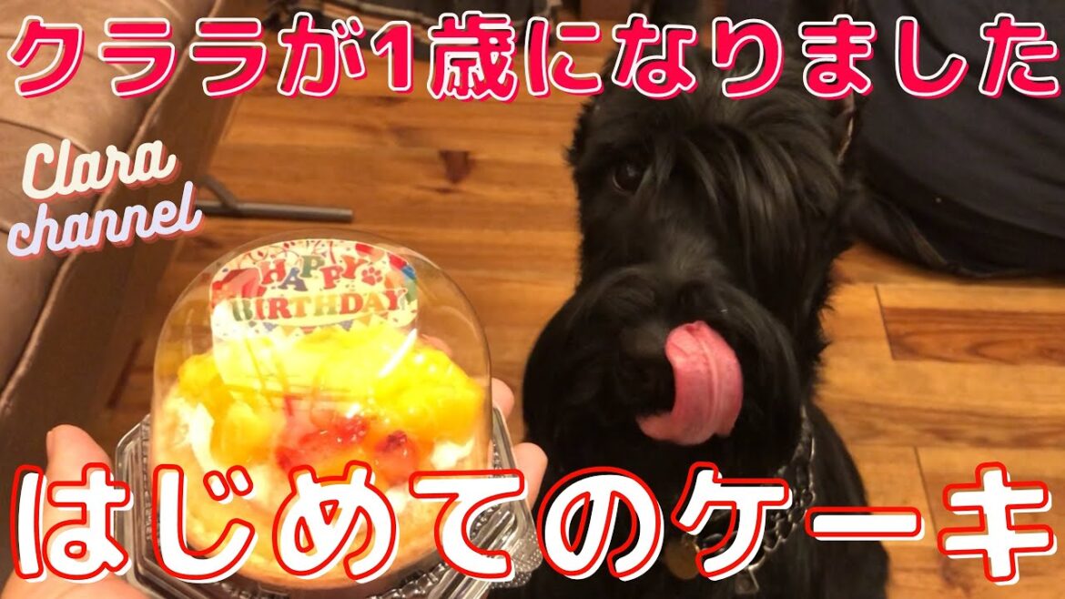 【大型犬】クララが1歳になりました(ジャイアントシュナウザー)giant schnauzer