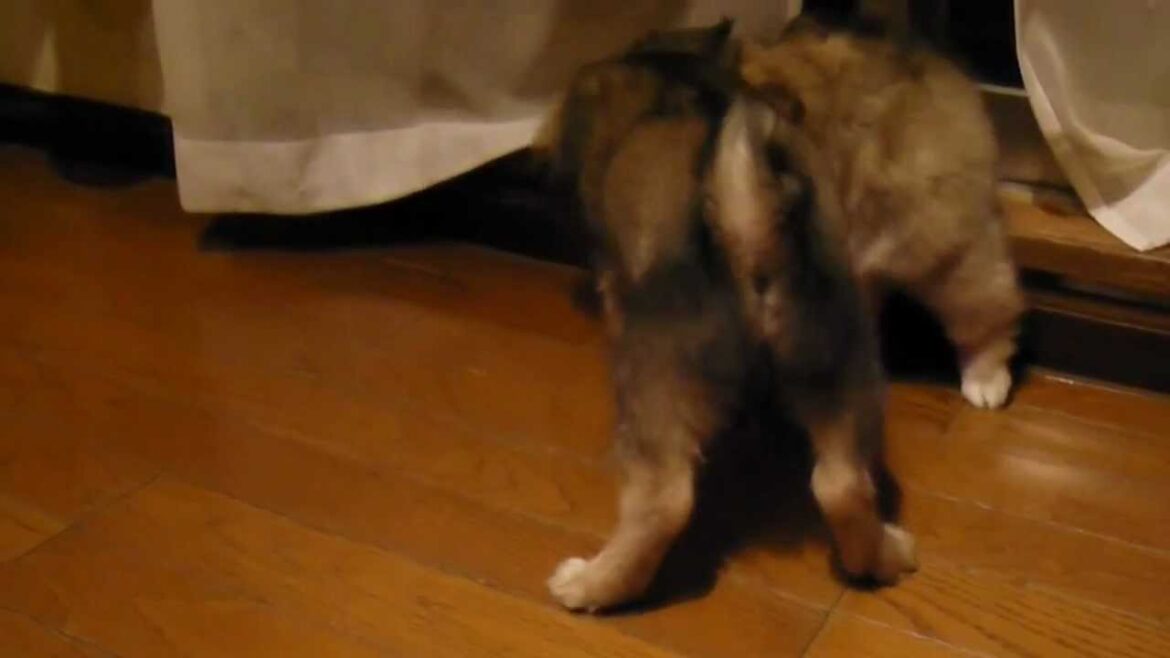 終わらぬ戦い　チベタンスパニエル　2