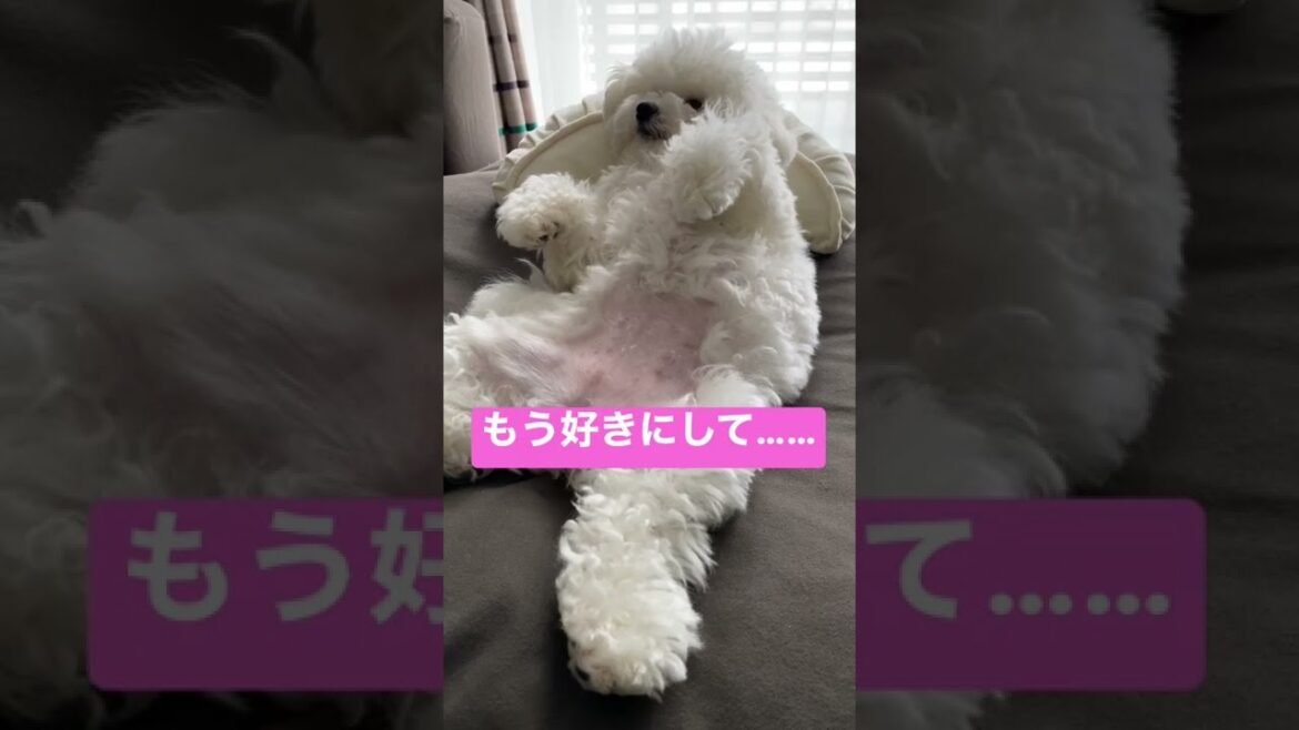 倒され続けてしまうどん兵衛【ビションフリーゼ】#shorts #dog