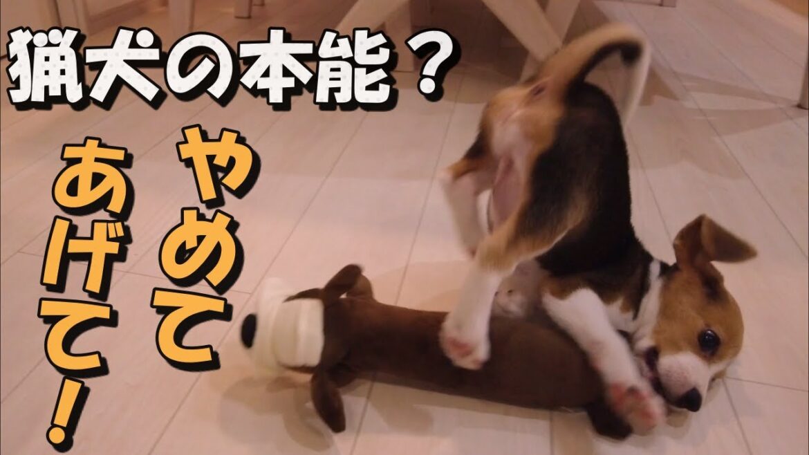 子犬とぬいぐるみ＆あのポーズ【ビーグル犬のペコ様】