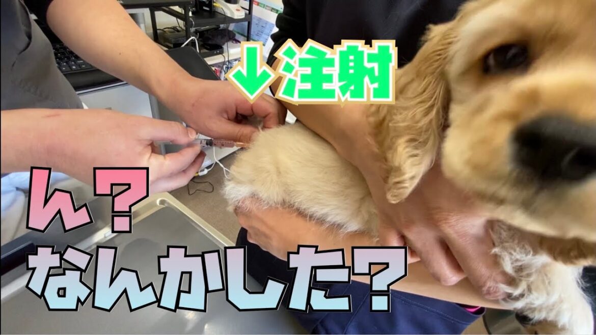 【診断公開】注射されても気づかないアメリカンコッカースパニエルの子犬