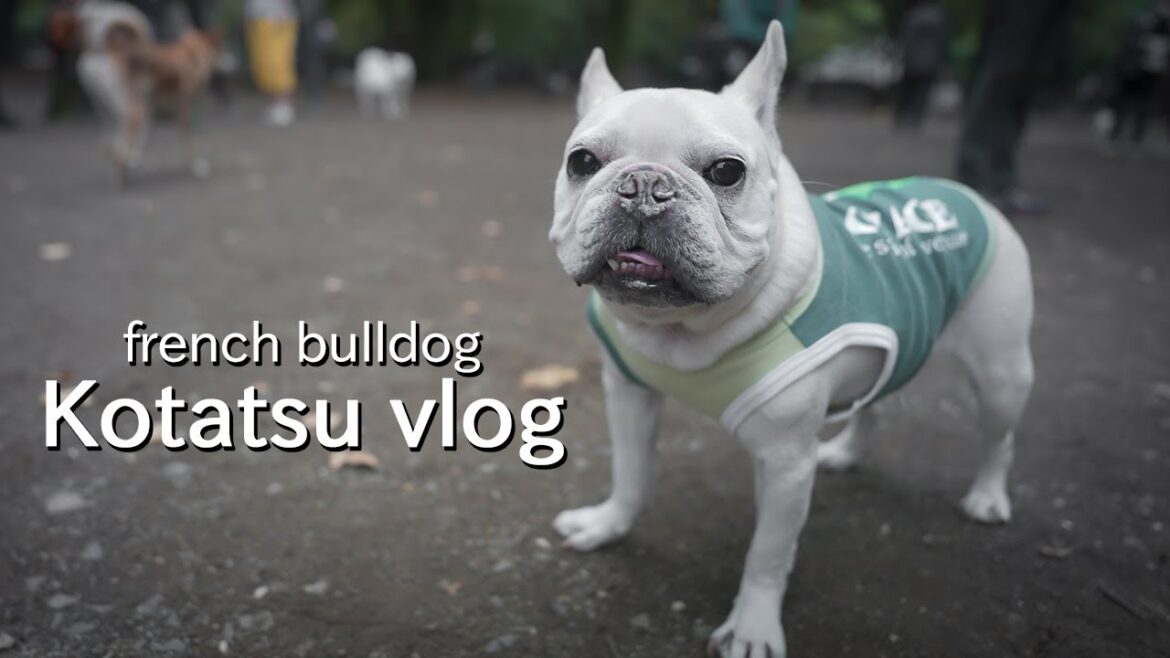 フレンチブルドッグこたつがドッグランでランしない問題 [french bulldog Kotatsu Vlog]