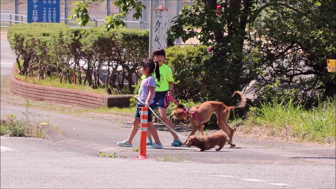 サルーキとダックスの散歩