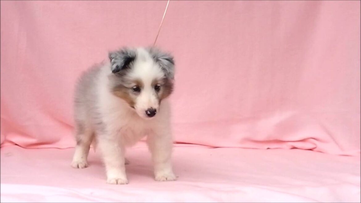 シェットランドシープドッグ（シェルティー）子犬販売、ID10010