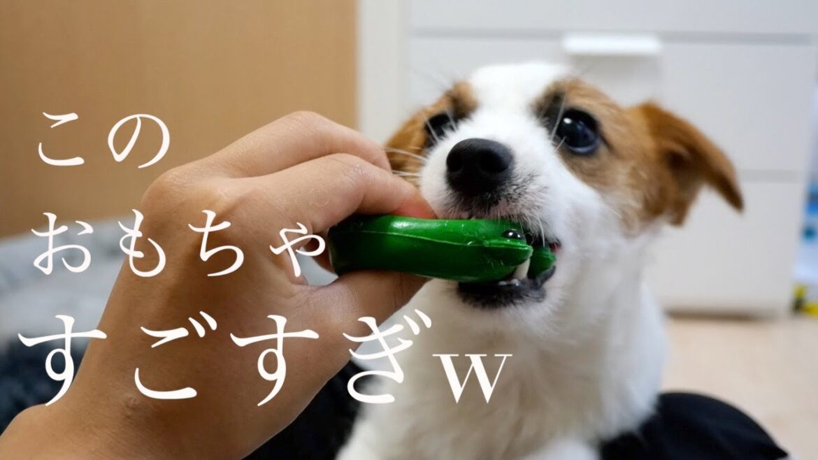 大人気のおもちゃ「たまごちゃん」はやっぱりすごかった/ジャックラッセルテリア/子犬/puppy