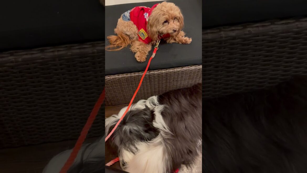 【もふもふ犬】🐶周りがうるさくて眠れないビアデットコリー！ #Shorts