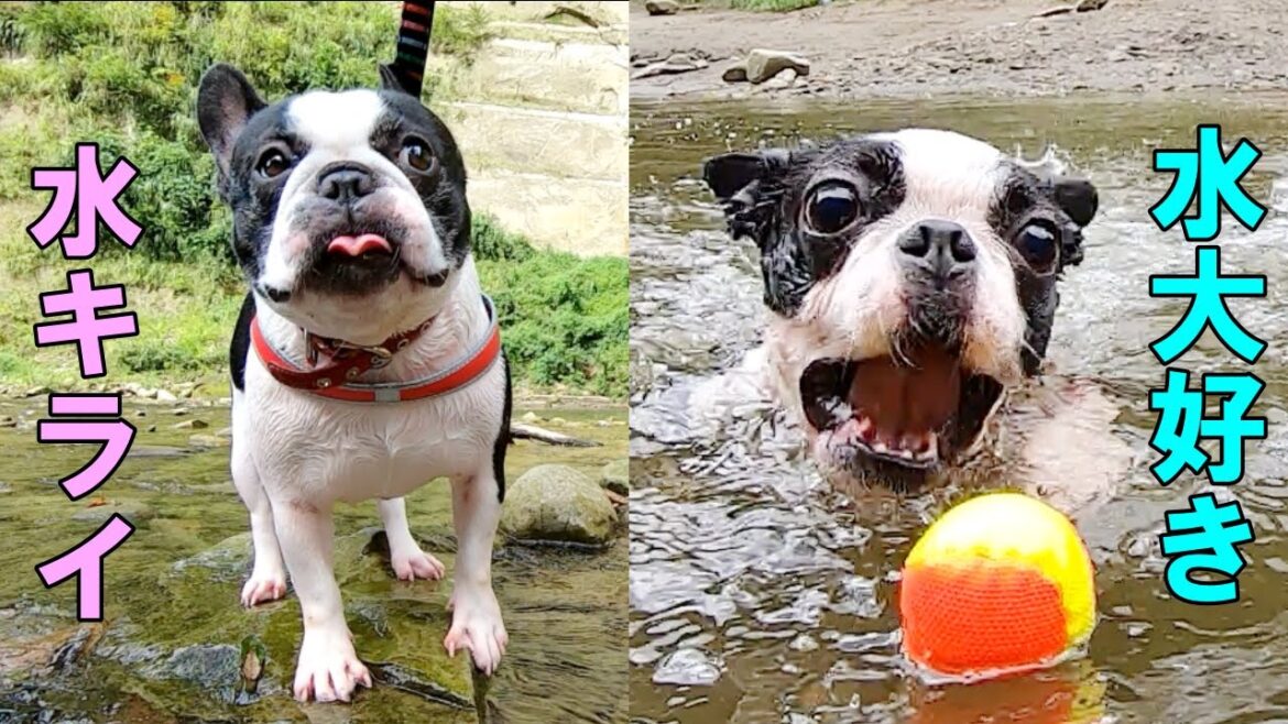 水嫌いな犬と水遊び大好きな犬が一緒に川遊びに行ったらこうなりますｗｗ