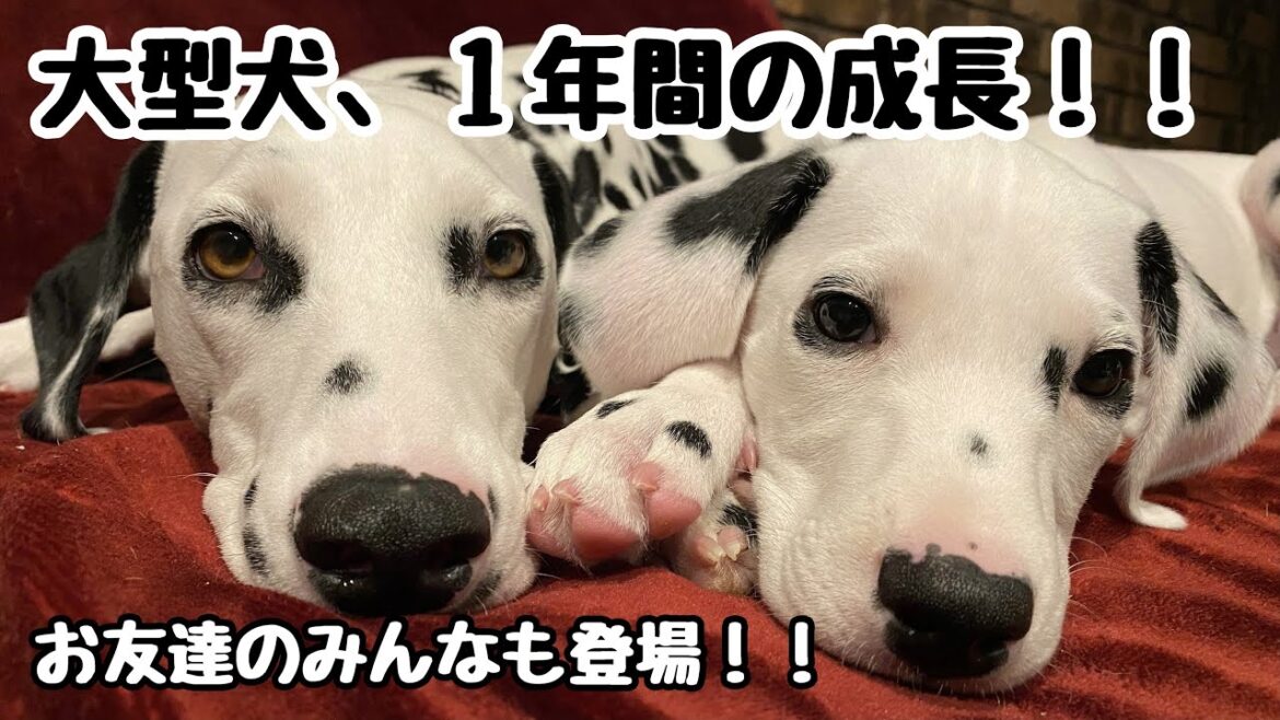 【総集編】北海道、大型犬ダルメシアン子犬の１年間の成長記録。#犬#大型犬#ダル友#ポテちゃん#ひだりちゃん