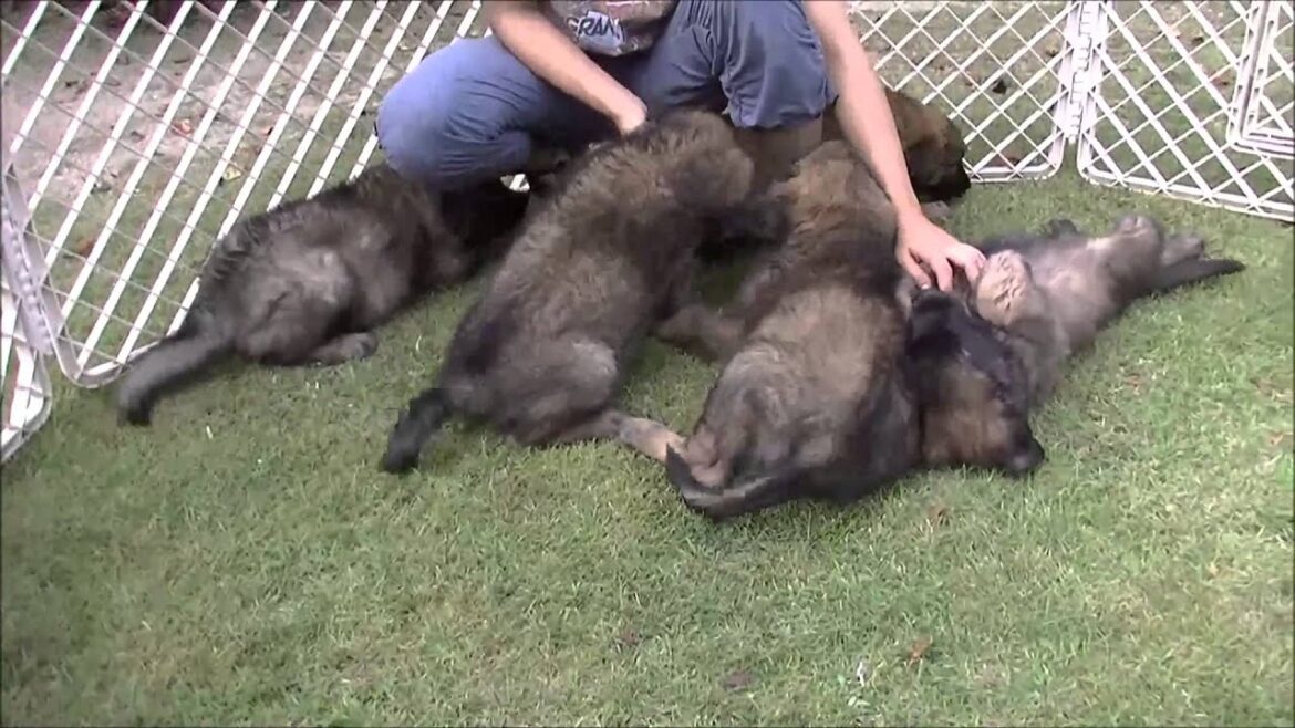 8/6生まれのレオンベルガー6頭