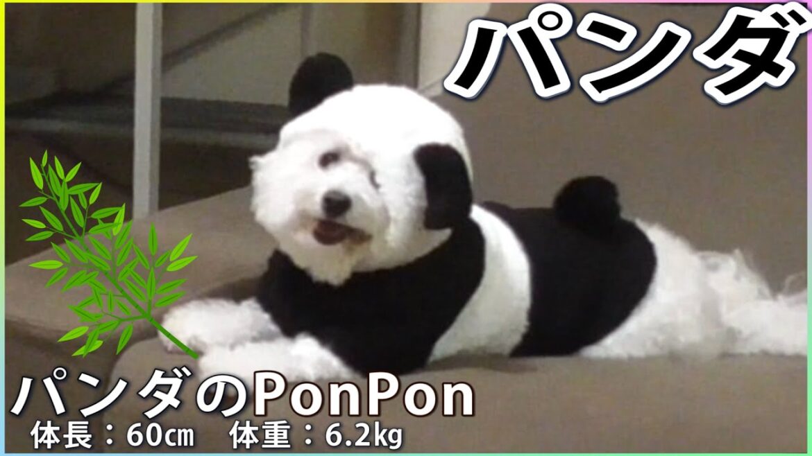 パンダになった犬！ビションフリーゼ