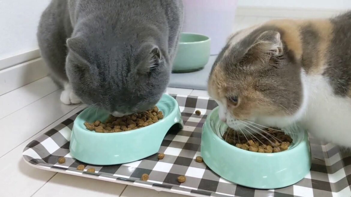 ブリティッシュショートヘアとスコティッシュフォールドのご飯の風景 Cute kittens eat cat food