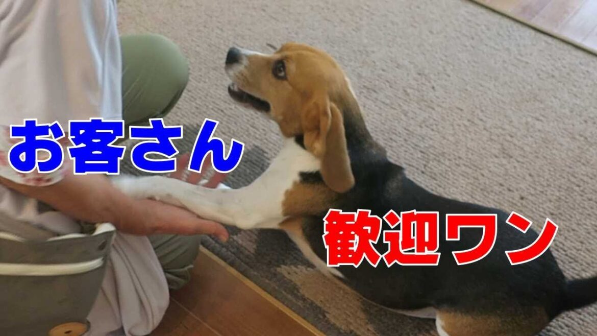 おきゃくさん 【おてんばビーグルふくちゃん】その203