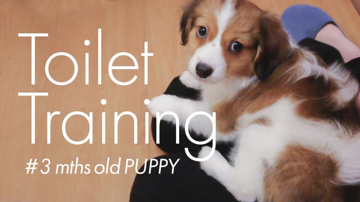 トイレ3回連続成功！トイトレ成功にテンション上がりすぎた子犬のコーイケルホンディエ&ママ【kooikerhondje/コイケル】