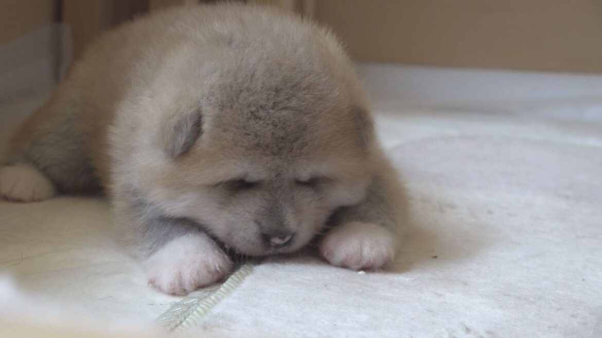 尊い命　笑顔あふれる秋田犬の成長記録
