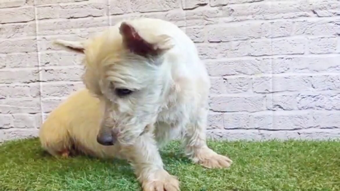 ウエスト・ハイランド・ホワイト・テリア「スぺくん」【獣医師賛同型】里親募集サイトanifare(アニフェア)2020年12月18日 ウエスト・ハイランド・ホワイト・テリア「スぺくん」【獣医師賛同型】里親募集サイトanifare(アニフェア)2020年12月18日