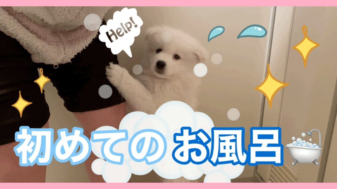 ［サモエド犬ミール］初めてのお風呂🛁✨