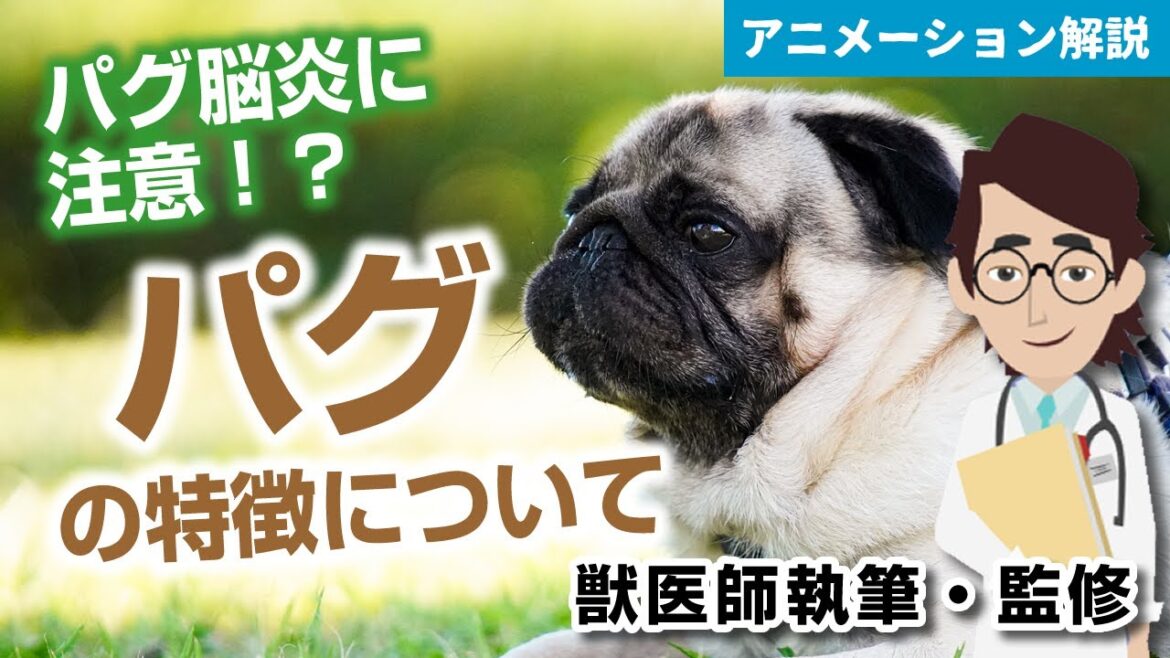 パグの特徴や気を付けたい病気など【獣医師執筆監修】