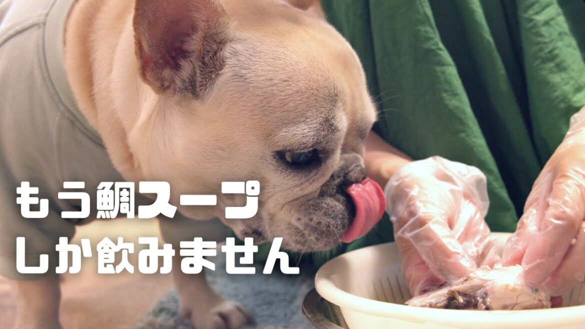 【フレンチブルドッグの膀胱炎のお話】グルメすぎて鯛スープしか飲まなくなったフレンチブルドッグがここにいます