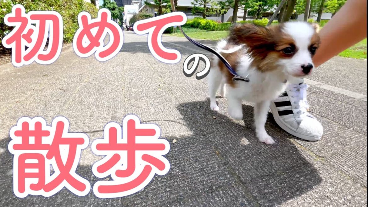 生後4ヶ月の子犬の初散歩！【パピヨン 子犬】The puppy took a walk outside for the first time.