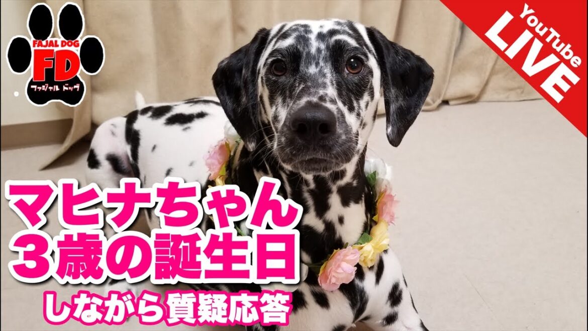 【ライブ配信】ダルメシアンのマヒナちゃん３歳の誕生日しながら質疑応答