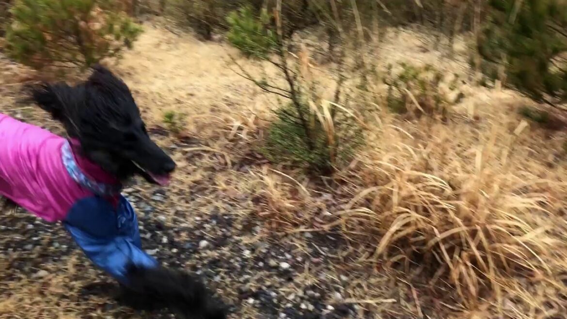 アイリッシュウルフハウンドとアフガンハウンドのお山遊び