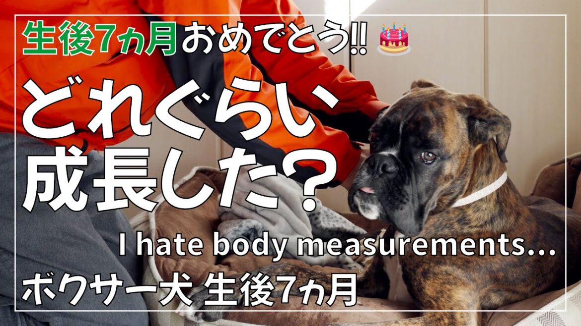 ボクサー犬 子犬が生後7ヶ月になったので身体測定をしてみました