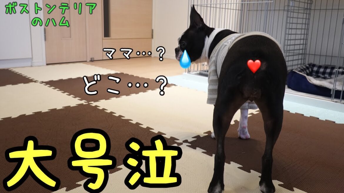 ママがいないと大泣きする弱虫なボストンテリア