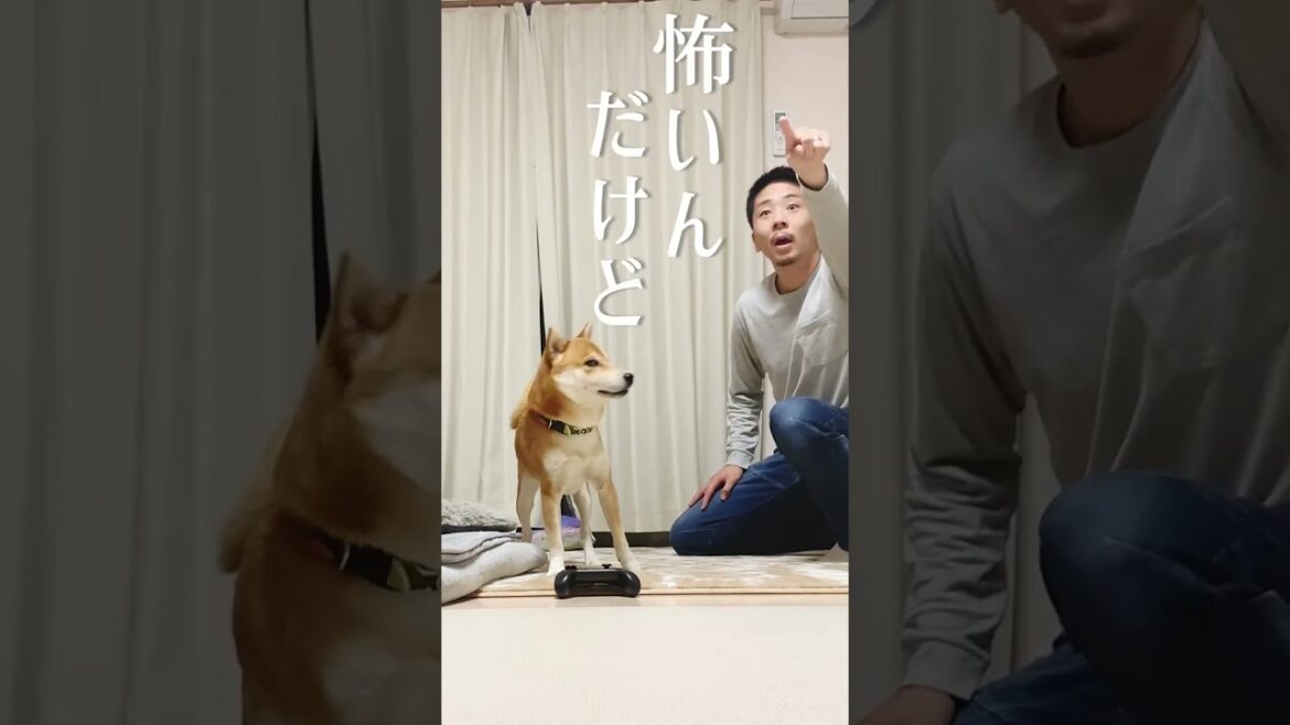柴犬にウソをついてみた【あるじのステップ】 柴犬にウソをついてみた【あるじのステップ】