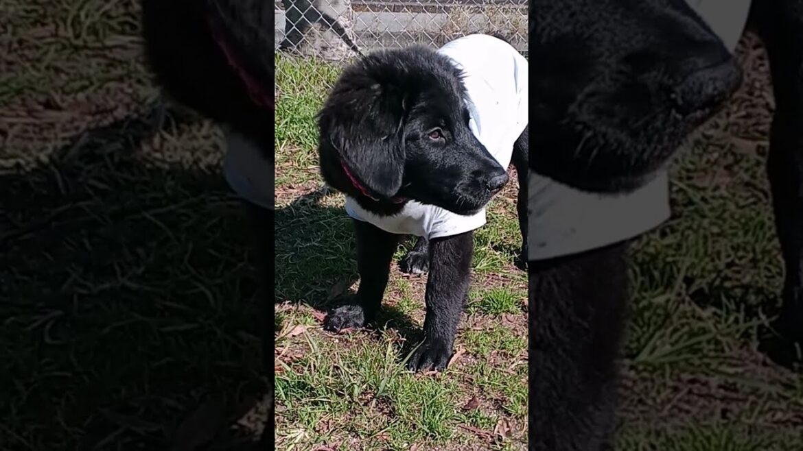 ドッグランの除草作業をする【ゴールデンレトリバー】×【バーニーズマウンテンドッグ】の子犬 #Shorts ドッグランの除草作業をする【ゴールデンレトリバー】×【バーニーズマウンテンドッグ】の子犬 #Shorts