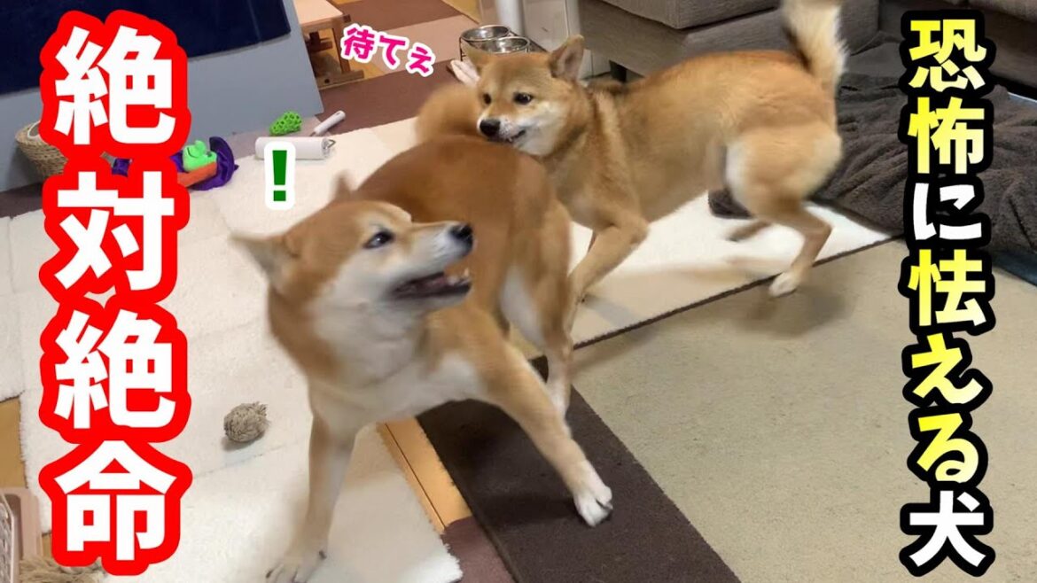 久々にキレた兄に震え上がる柴犬はその後どんな寝相を見せた⁉
