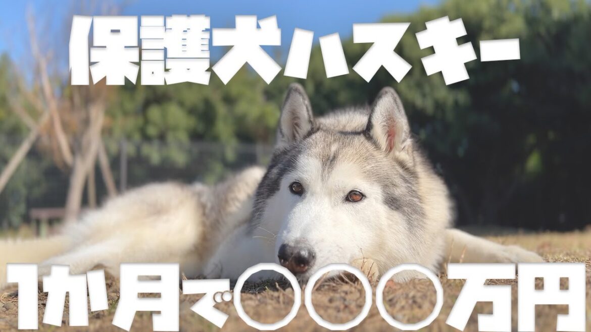 【保護犬】シベリアンハスキーを引き取って1ヶ月に掛かった驚きの費用はこちら【チャリティー】