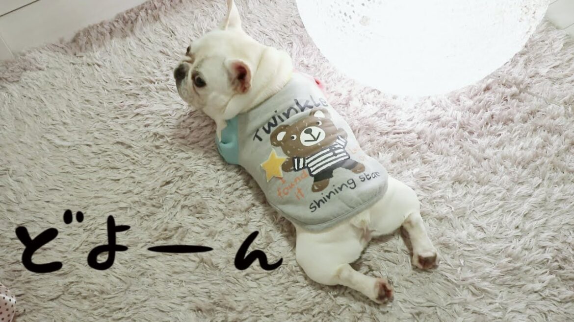 今日はそっとしておいてください,,,【フレンチブルドッグ frenchbulldog】