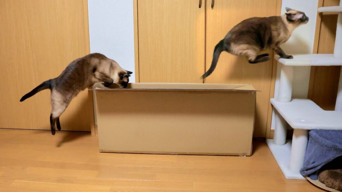 少し元気がなかったシャム猫に箱を出してあげたら飛んで跳ねて喜んだ🥰 少し元気がなかったシャム猫に箱を出してあげたら飛んで跳ねて喜んだ🥰