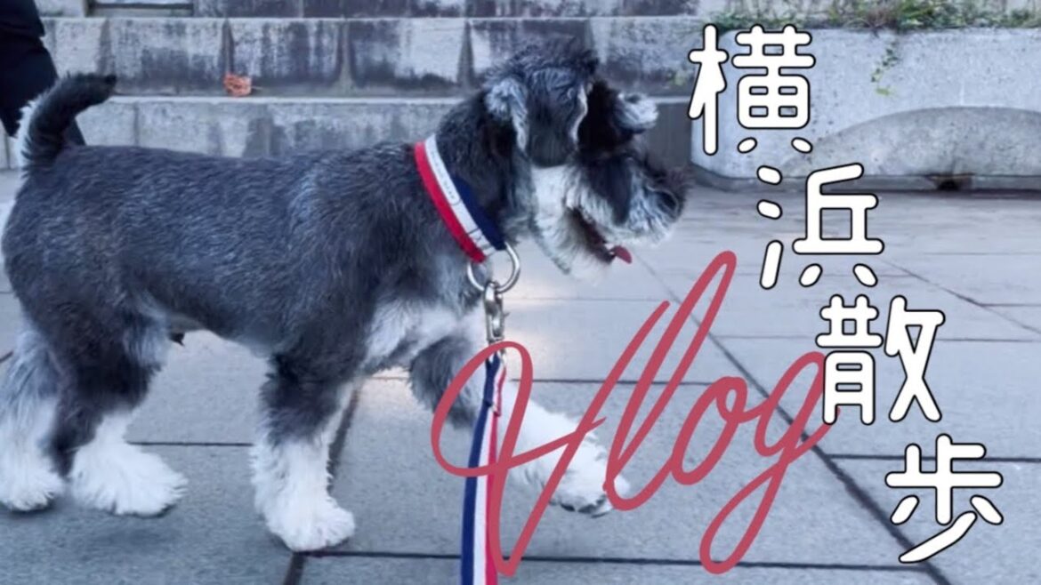 横浜でお散歩 | 初めてのおもちゃ【Vlog】| ミニチュアシュナウザー