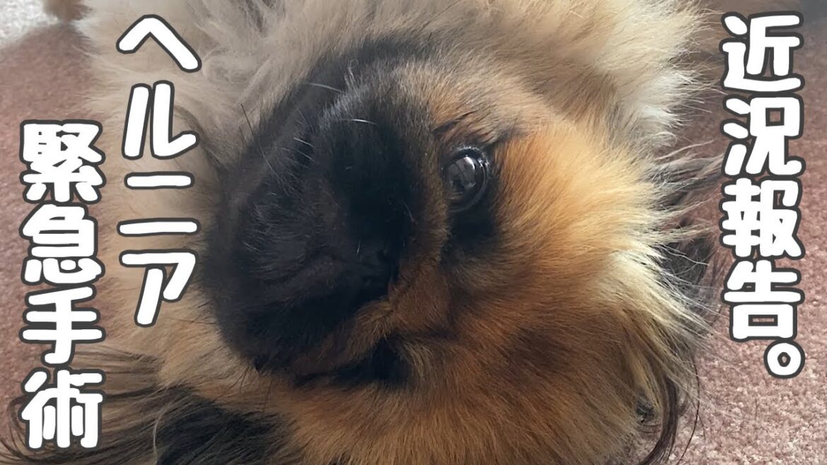 【ペキニーズ】ヘルニア悪化。もんじゃ緊急手術を受けていました。