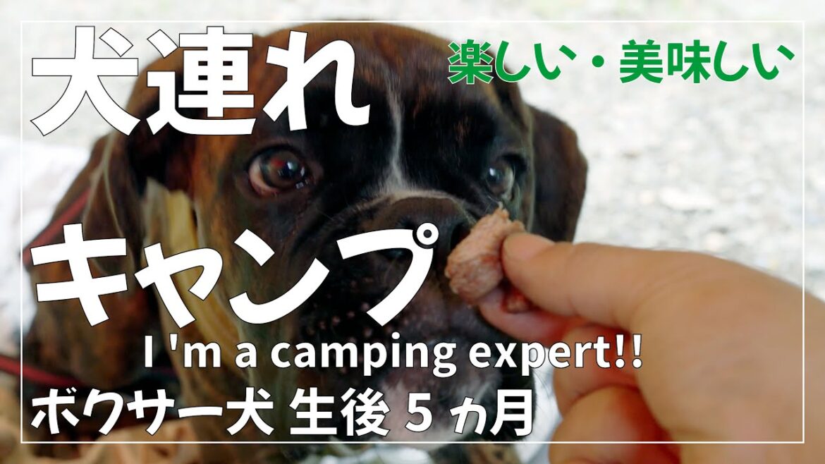 ボクサー犬 子犬と初めてのキャンプ 2日目・3日目 BOSCO Auto camp base