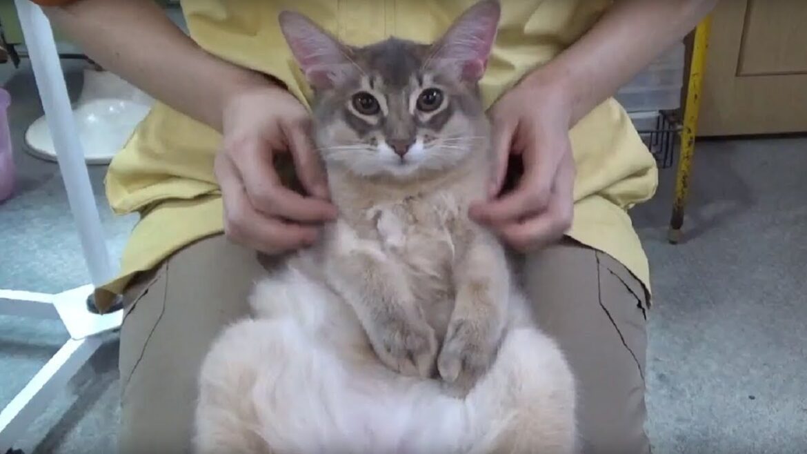 [ソマリ]　シャンプーの日