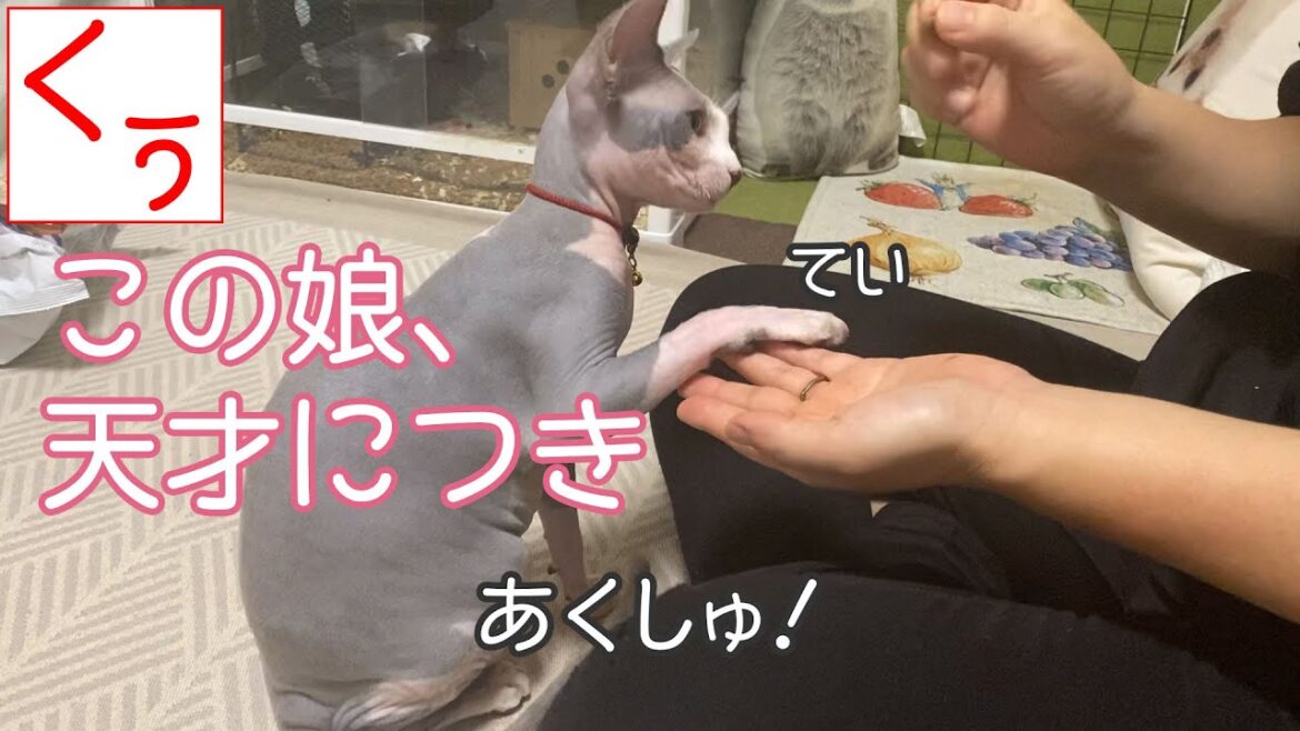 【第106話】天才（！？）無毛猫スフィンクスのくうちゃん、おまわり、おすわり、握手を完全マスター！！スフィンクスは知能が高いことはよくわかった😸素晴らしい💖