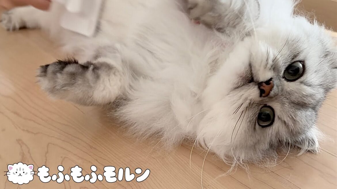 猫をブラッシングしても毛玉ができることがあります 【サイベリアン】