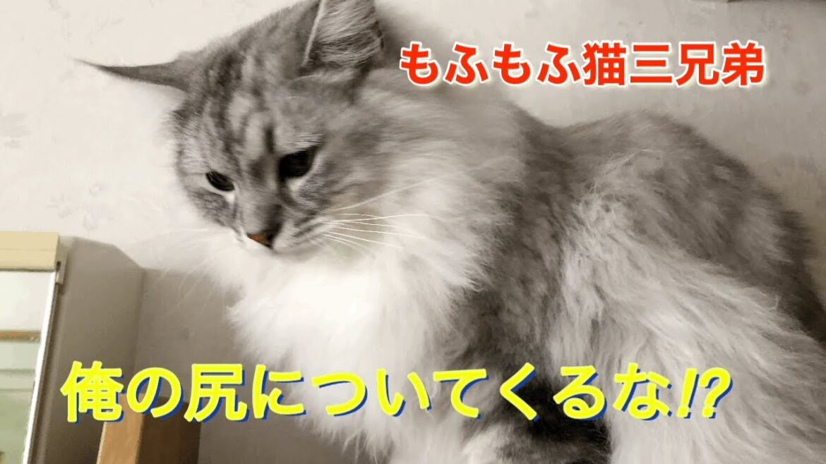 ラガマフィン猫三兄弟！シャンプーカット行ってきた猫のお尻をチェックする兄弟猫がこちらです！