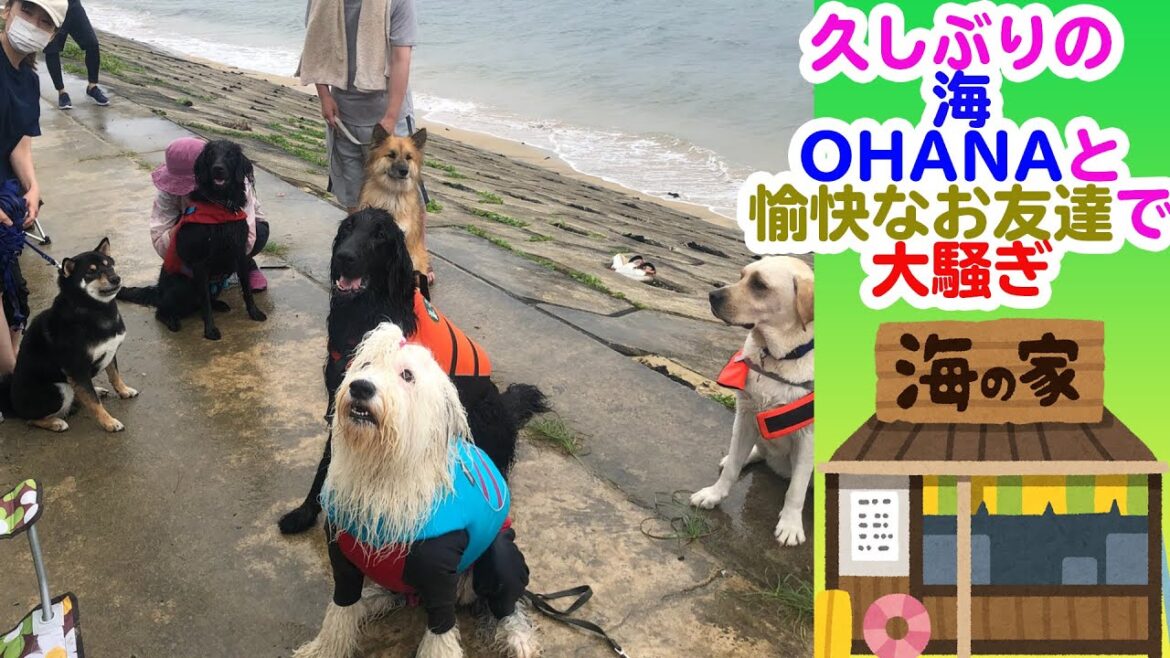 【GoTo】Go To 森友 と海🏖OHANA（オールドイングリッシュシープドッグ）と愉快な友達で久々に海に行ってきた‼️‼️