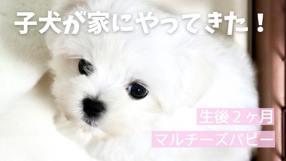 【マルチーズ】生後2か月の子犬がお家にやってきた！