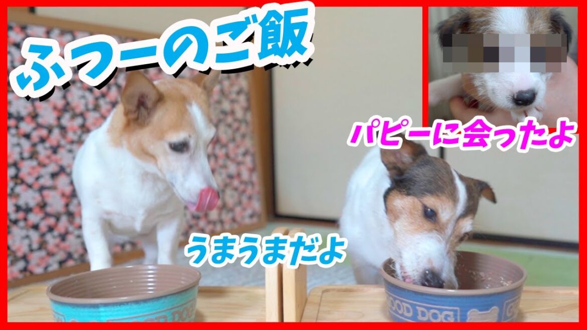 (犬のご飯)普段のご飯とジャックラッセルテリアのパピーに会いに行きました