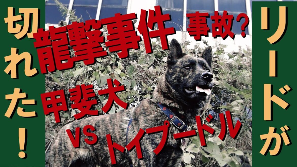 リードが切れた甲斐犬がトイプーを龍う=!【甲斐犬・柴犬】 リードが切れた甲斐犬がトイプーを龍う=!【甲斐犬・柴犬】