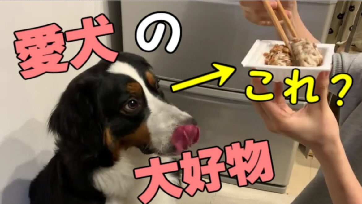 納豆が大好物の愛犬 バーニーズマウンテンドッグマリブの日常 bernese mountain dog 納豆が大好物の愛犬 バーニーズマウンテンドッグマリブの日常 bernese mountain dog