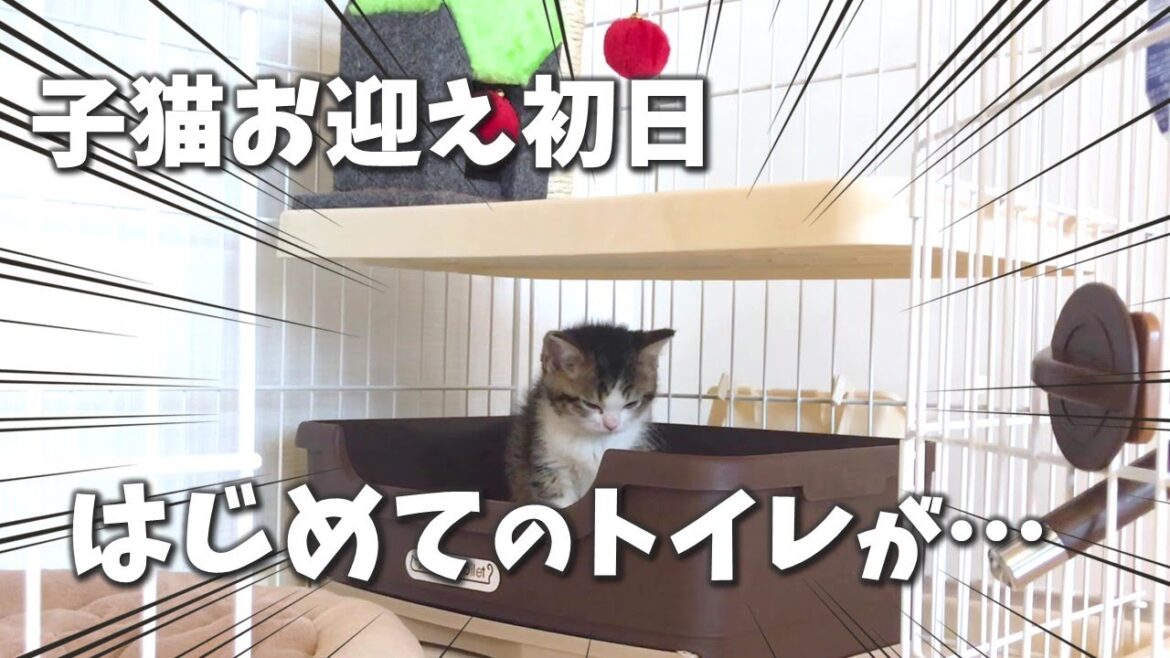 子猫お迎え初日にはじめてのトイレ！家に来てすぐのトイレが…【スコティッシュフォールド】