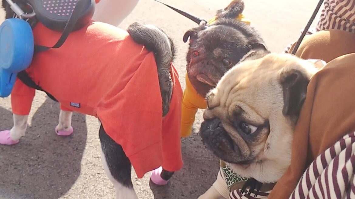 芦屋で会ったパグちゃん達におしり嗅ぎサービスを受けるパグの顔がｗｗｗ【パグのぺろ吉pug犬】