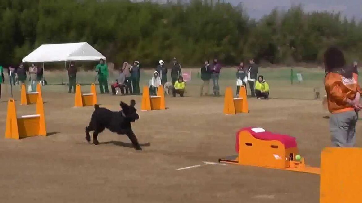 フライボール個人・ジャイアントシュナウザー　岡山　2014.2.23